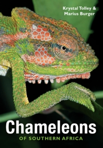 Chameleons of Southern Africa
