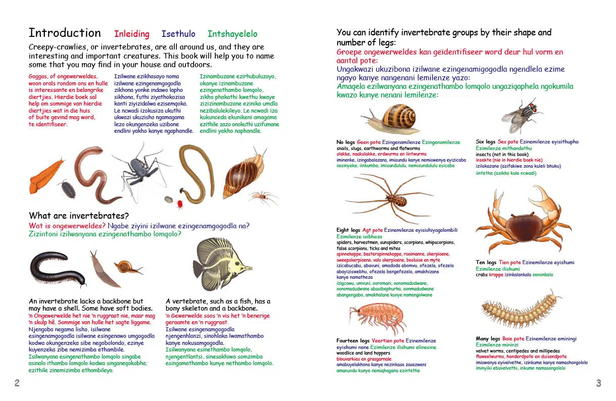 DPS-My First Book of Southern African Creepy Crawlies spread 1