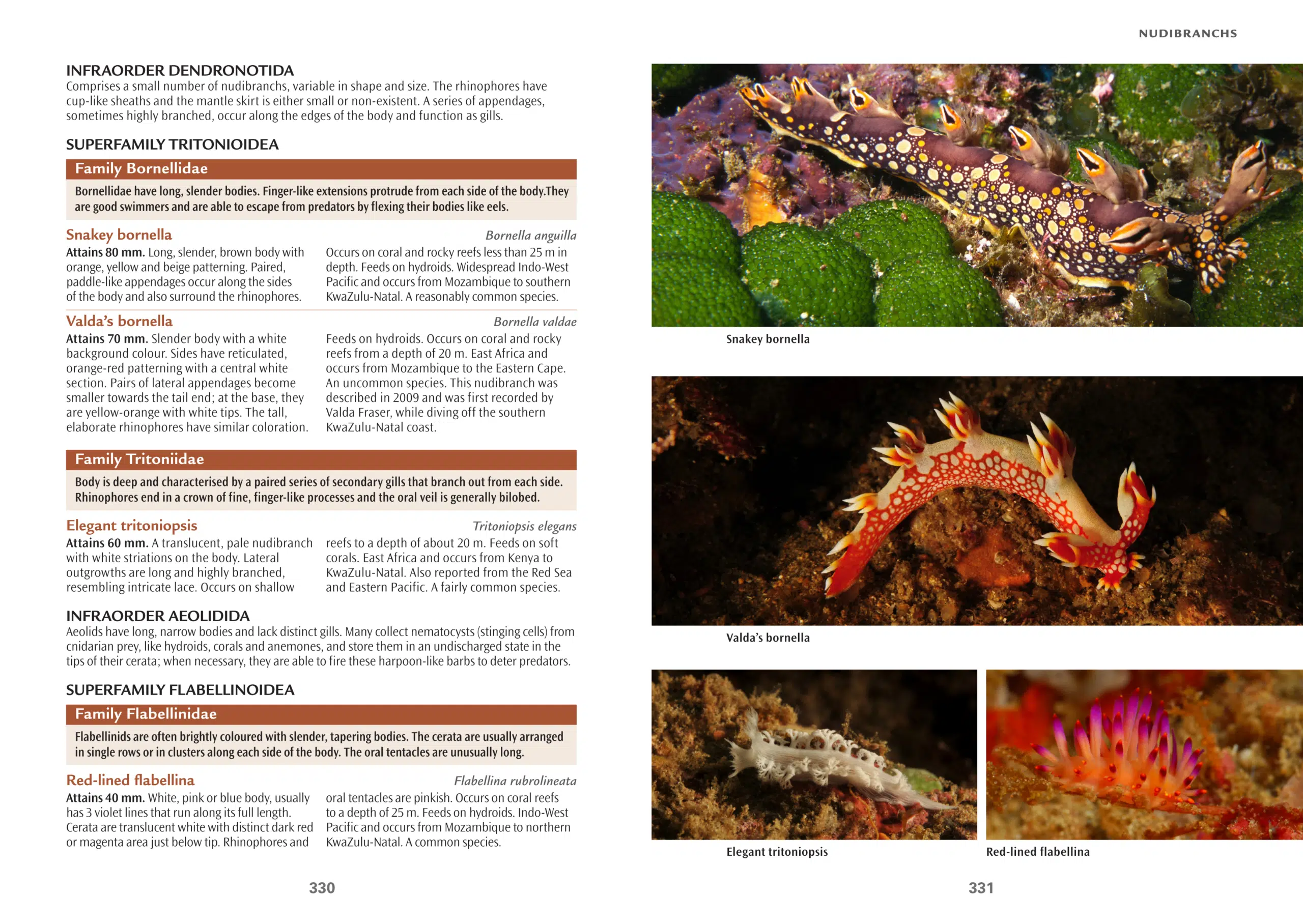 Reef Guide spreads 3