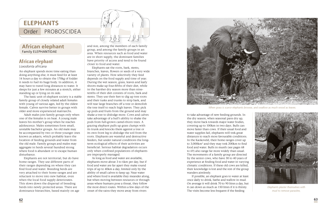 Wild-Ways-Spread-3