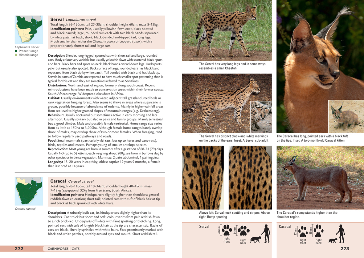 Stuarts’ Field Guide to Mammals of Southern Africa – including Angola ...