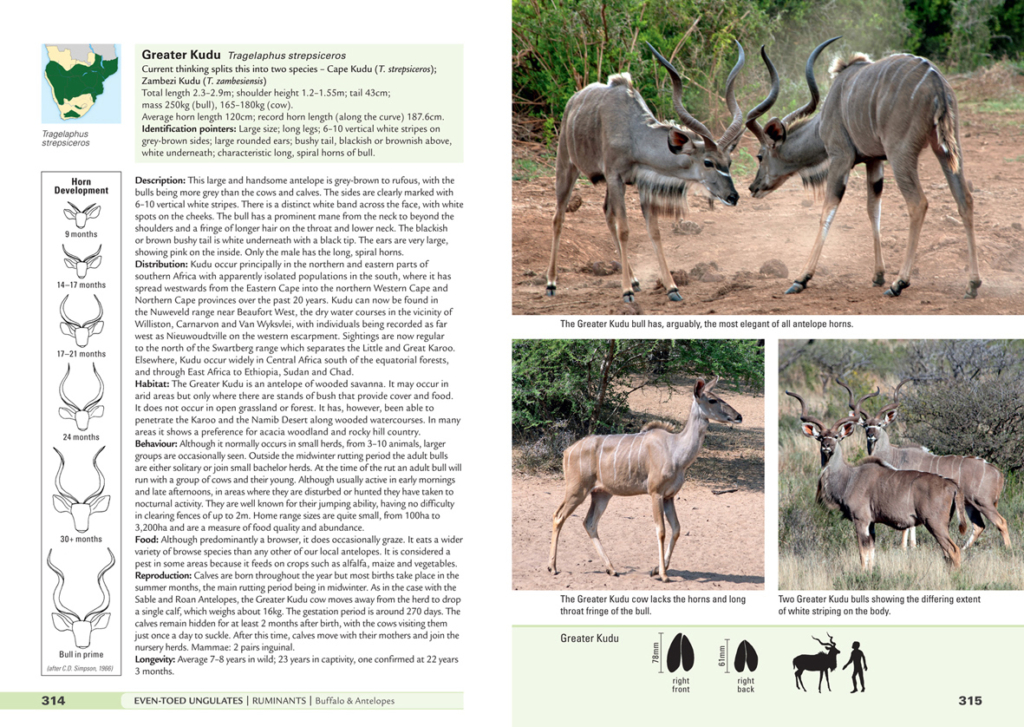 Stuarts’ Field Guide to Mammals of Southern Africa – including Angola ...