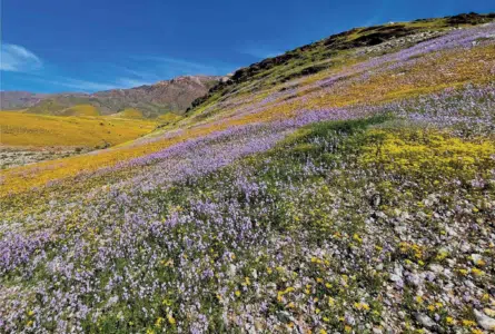RICHTERSVELD IN BLOOM! A Wednesday Talk by Leon Kluge