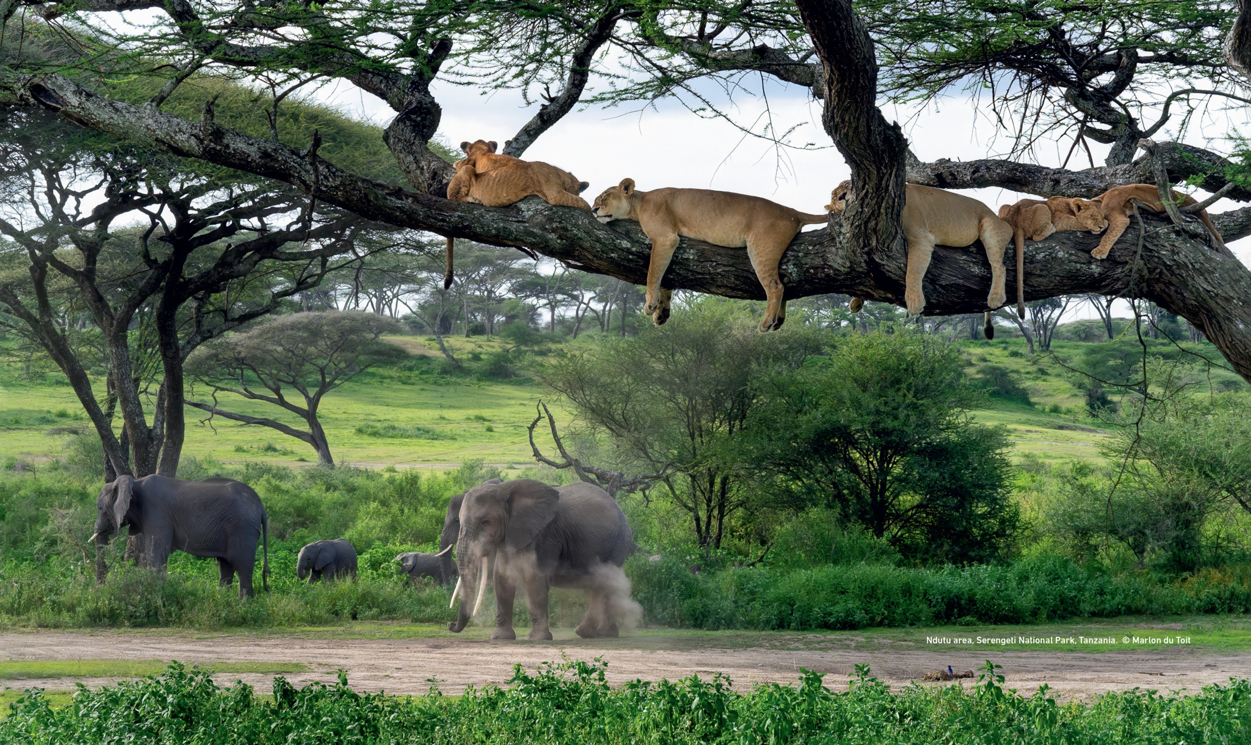 Last Lions Spread 4