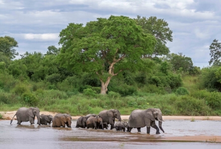 Elephants – A conundrum